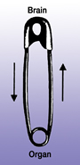 When the neurological circuits have integrity, your body works as it was designed. Safety pin closed